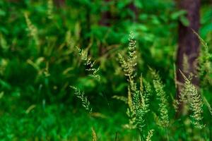 spikelets of wild grass on a blurred natural background photo
