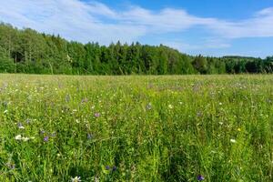 sunny meadow at the edge of the forest photo