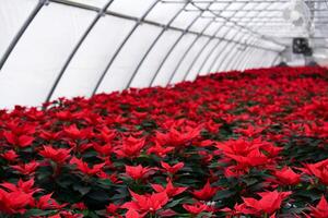 plantation of bright red poinsettia flowers in a greenhouse on a winter day photo