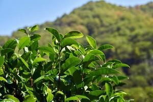 leaves of tea shrubs close-up against the background of blurry distant mountains photo