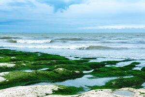 seascape, coast of the Caspian Sea with algae-covered coastal stones photo