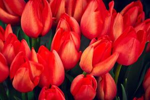 floral background - scarlet tulips photo