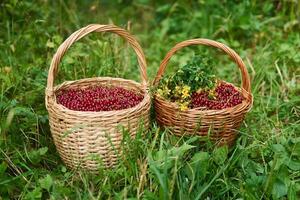 two wicker baskets with red currant berries and hypericum flowers stand in the grass photo