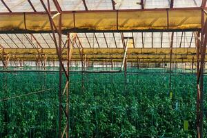 interior de un industrial invernadero con creciente pimienta plántulas foto