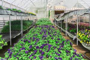 interior de un invernadero para creciente flores y ornamental plantas foto