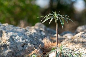 joven planta molucella laevis en sus natural ambiente foto