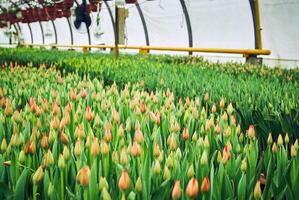 tulip plantation in the greenhouse photo