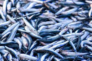 Fresco anchoas en el mostrador en el Tienda foto