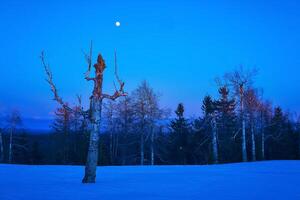 wintry northern night landscape - leafless trees are barely lit by the rays of the rising sun photo