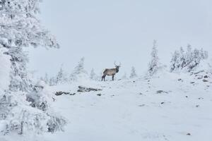 deer in the winter mountain forest photo