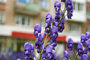 purple inflorescence of aconite on a blurred urban background photo