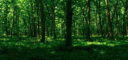 bosque paisaje, sombreado verano carpe arboleda con lozano follaje en un soleado día foto