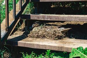 duck mallard nest between the steps of the stairs photo