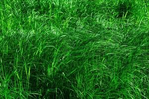green natural background - thickets of marsh grass photo