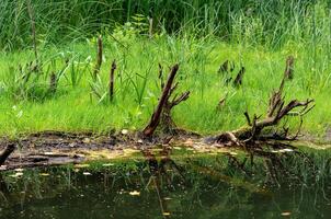 bog shore with grass and snags photo