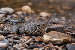 common gray toad camouflaged among the pebbles on the rocky river shore photo