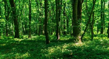 light deciduous forest with sun spots on lush undergrowth photo