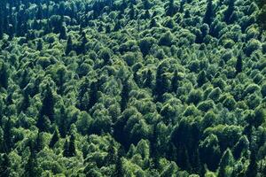 bird's eye view of the mixed coniferous forest photo