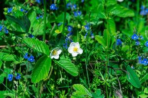 blooming wild strawberry among forbs in the meadow photo