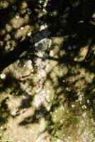 scale lichen on the surface of a natural stone in the shade of branches photo