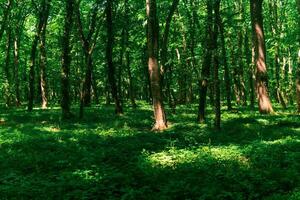 light deciduous forest with sun spots on lush undergrowth photo