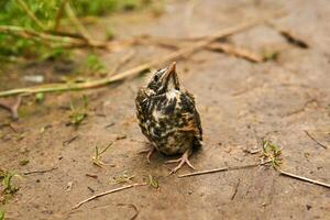 fledgling robin sitting on a path photo