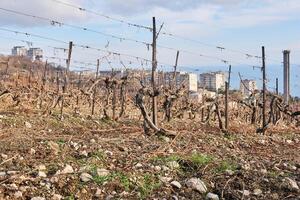 dry winter pruned vines in the vineyard against the backdrop of residential areas photo