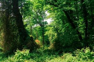 forest landscape, thickets of trees entwined with lianas, in a subtropical deciduous forest photo