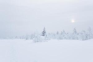 northern landscape - frozen forest tundra under deep snow in a frosty haze photo