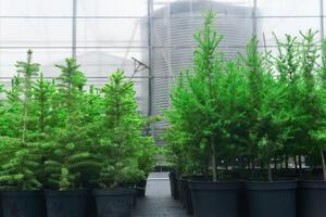 spruce, larch and fir tree seedlings in pots in a tree nursery near the greenhouse photo