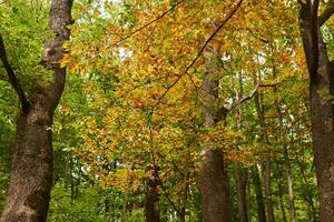 deciduous forest with old trees in early autumn photo