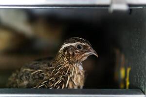 domestic quail kept in a cage in a hen house, close up photo