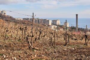 dry winter pruned vines in the vineyard against the backdrop of coastal town photo