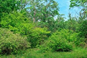 bosque paisaje, subtropical caduco bosque de el hircano tipo en el caspio tierras bajas foto