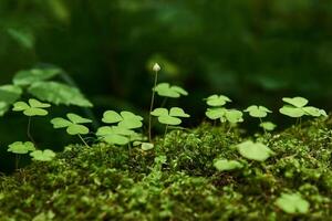 leaves and bud of wood sorrel growing among moss close-up photo