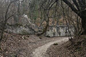 trail through the ancient overgrown cemetery photo