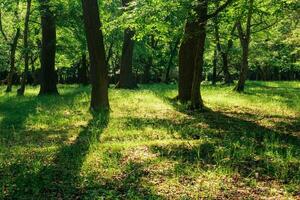 paisaje en un roble bosque en un soleado día foto