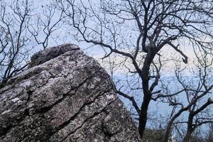 gray cracked stone amid blurry winter trees and sea photo