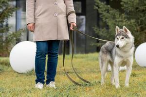 husky dog walks with her owner in city park photo