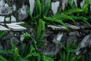 beautiful ferns grow in the crevices of an old stone staircase photo