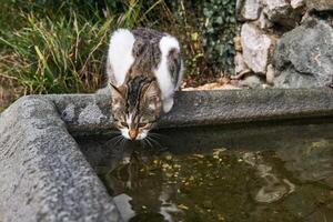 extraviado gato bebidas desde un Roca piscina en un antiguo parque foto