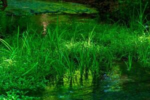 quiet shady forest river with swampy banks photo