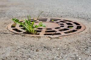 stunted vegetation makes its way through a grated storm sewer hatch in the middle of the asphalt photo