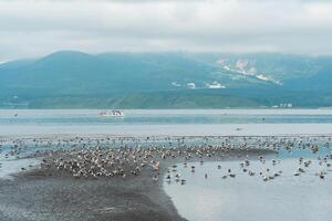 seagulls on the shallows at low tide against the backdrop of a sea bay with a foggy volcano in the distance, a landscape near the town of Yuzhno-Kurilsk on the island of Kunashir photo
