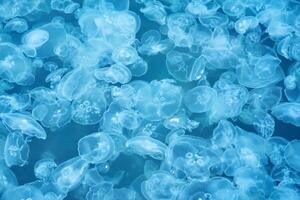 natural background - many jellyfish in sea water photo