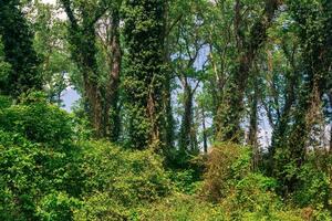 arboles entrelazado con lianas y enredaderas en un subtropical de hoja ancha bosque foto