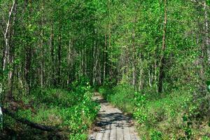 wooden  pathway through the wooded bog, ecological trail in the nature reserve photo