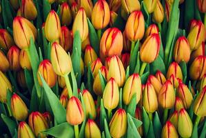 floral background - yellow red tulips photo
