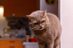 scottish straight cat with displeased expression photo