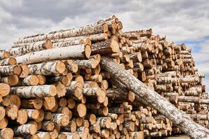 huge stack of birch logs prepared for processing photo